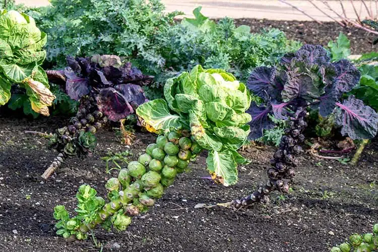 Brussels Sprouts plant