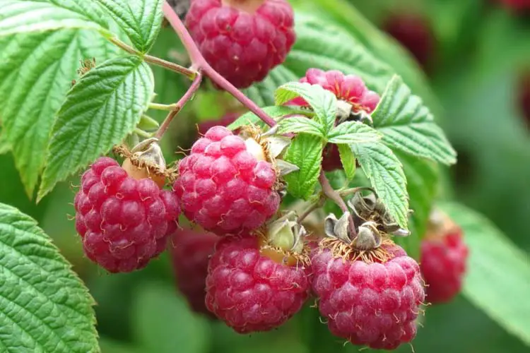 raspberry plant