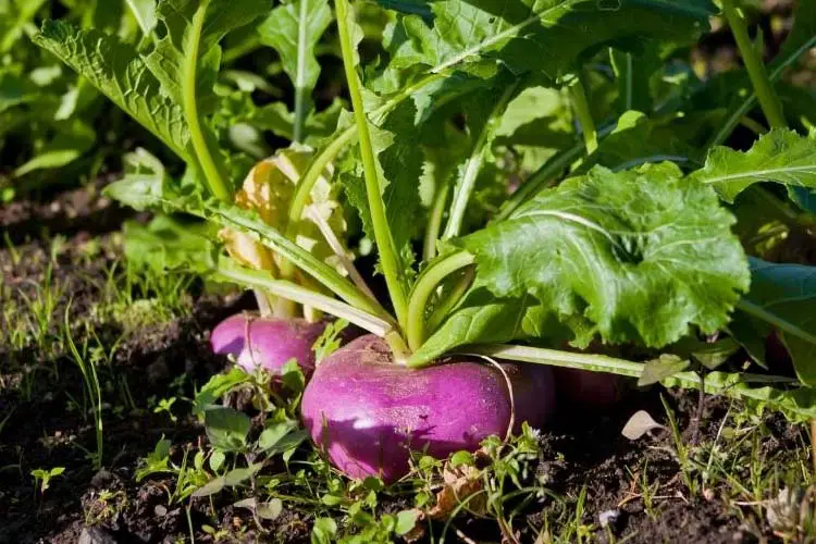 turnips companion plants