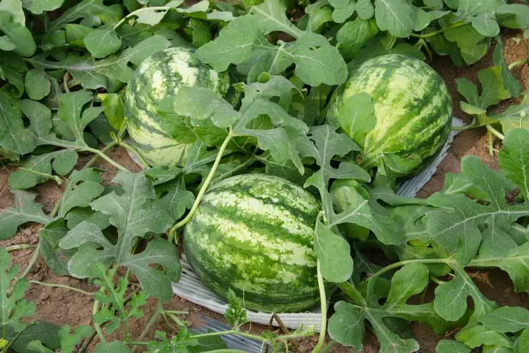 watermelon companion plants
