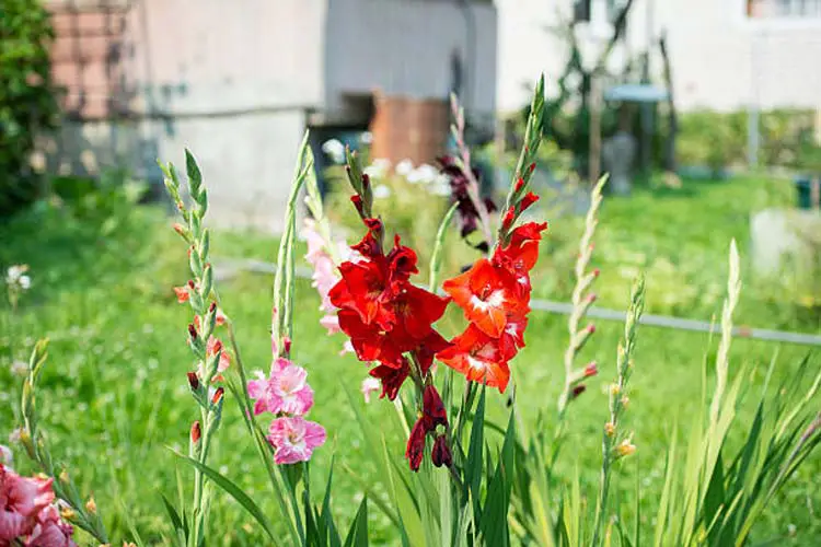 Gladiolus companion plants