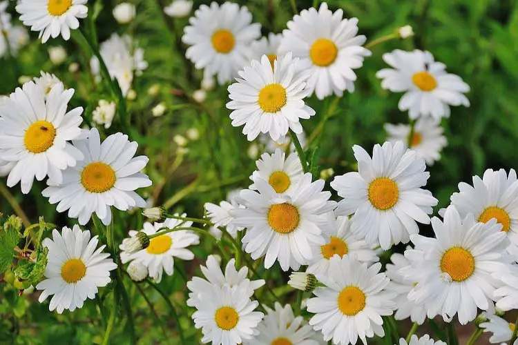 White Daisy Flowers companion plants