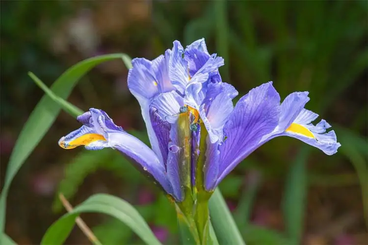 iris flower companion plants