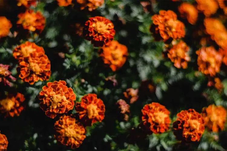 marigolds companion planting