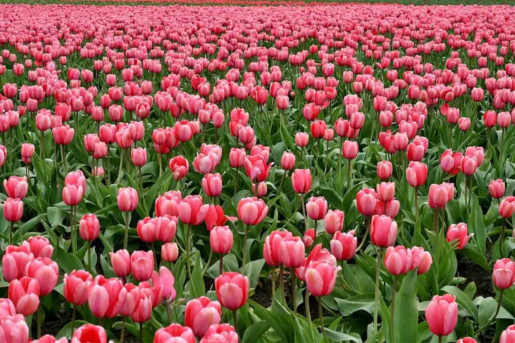 tulips companion plants